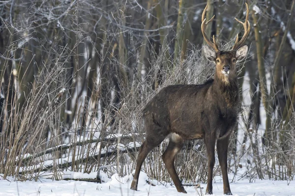 Ciervo Salvaje Bosque Invierno Naturaleza — Foto de Stock