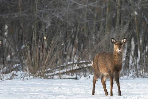 Dziki Sarna Zimowym Lesie Dziczy — Zdjęcie stockowe