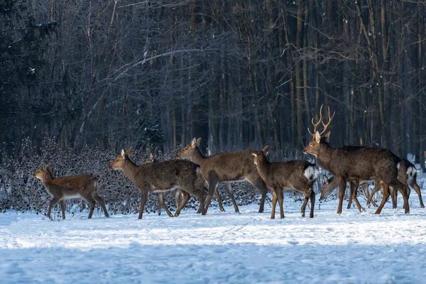 Ciervo Salvaje Bosque Invierno Naturaleza — Foto de Stock