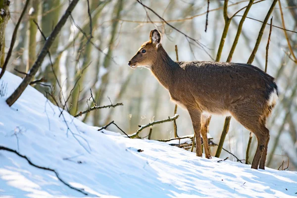 Cervos Ovinos Selvagens Floresta Inverno Natureza — Fotografia de Stock