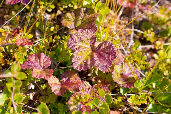 sonbahar doğa Kuzey boyalar