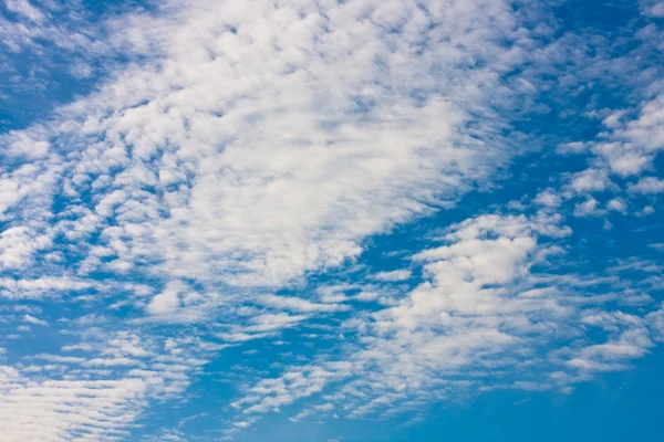 Kuzey bitki örtüsü