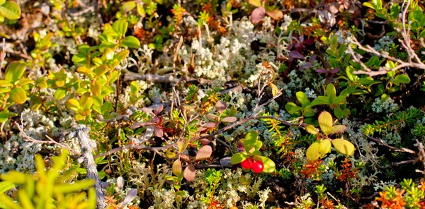 sonbahar doğa Kuzey boyalar