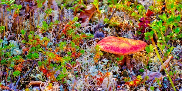 Farben der Herbstnatur im Norden — Stockfoto
