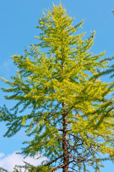 sonbahar doğa Kuzey boyalar