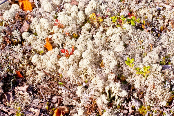 Verven van de herfst natuur noorden — Stockfoto