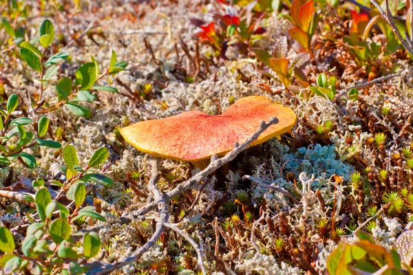 Paints of autumn nature north — Stock Image Paints of autumn nature north Stock Picture