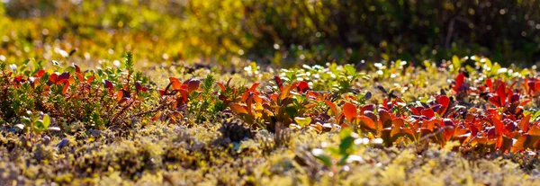 Farben der Herbstnatur im Norden Stockbild