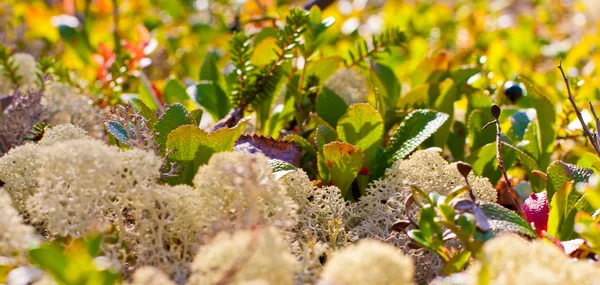 Paints of autumn nature north — Stock Image Paints of autumn nature north Stock Photo