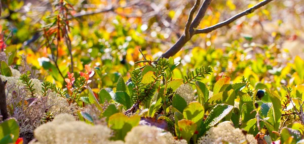 Farben der Herbstnatur im Norden Stockfoto