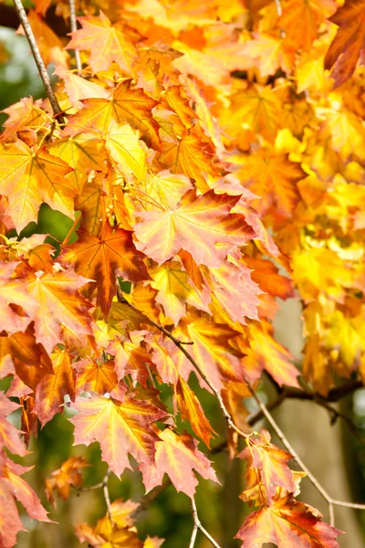 Parlak akçaağaç yaprakları sonbaharda
