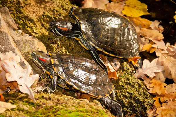 Turtle red-hooting — Stock Photo, Image