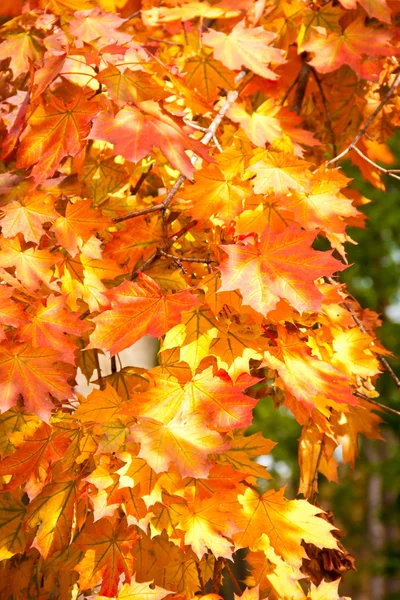 Parlak akçaağaç yaprakları sonbaharda