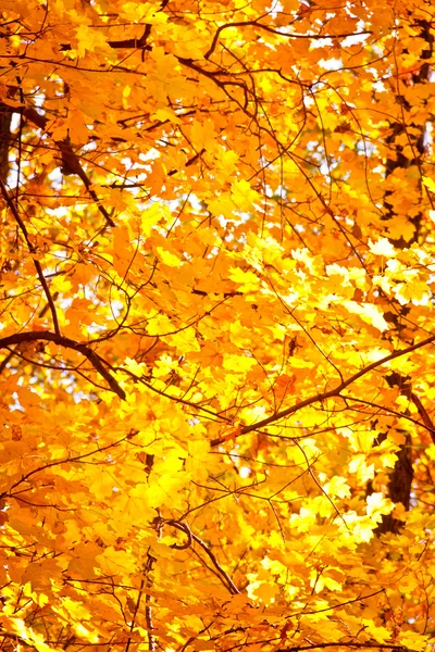 Parlak akçaağaç yaprakları sonbaharda