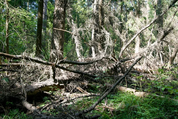 Nedfallna träd — Stockfoto