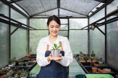 Ev bitkilerinde çalışan Asyalı kadın bahçıvan. Sahibi küçük bir sera kurmuş. Saksıda küçük bir ağaç tutan ve saksıda gülümseyen sevimli dişi evde kalır..