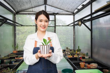 Ev bitkilerinde çalışan Asyalı kadın bahçıvan. Sahibi küçük bir sera kurmuş. Saksıda küçük bir ağaç tutan ve saksıda gülümseyen sevimli dişi evde kalır..