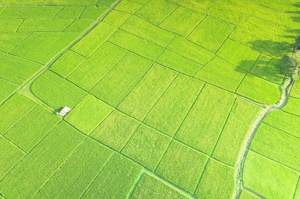 Cultivated land and land plot or land lot. Consist of aerial view of green field, agricultural plant and ridge. That is tract of land for cultivate, owned, sale, development, rent, buy or investment.