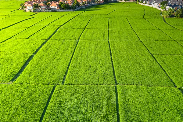 Grundstück Der Luftaufnahme Dazu Gehören Landschaft Grünes Feld Feldfrüchte Landwirtschaftliche — Stockfoto