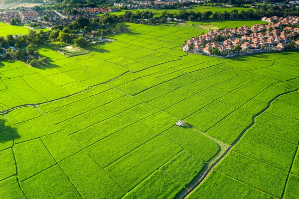 Land plot in aerial view. Include landscape, real estate, green field, crop, agricultural plant. Tract of land for housing subdivision, development, owned, sale, rent, buy or investment in Chiang Mai.