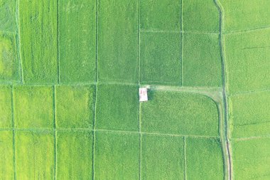 Hava manzaralı yeşil alan karası ya da manzarası. Dünya üzerinde tarım çiftliği, tarım arazisi ya da ekin, pirinç ve çeltik desenli tarlalar için çok arazi var. Kırsal kesimde doğa var..