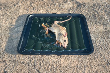 Rat or mice trapped on mousetrap in perspective. That animal gets stuck on trapper or adhesive sticky glue spread over black square plastic tray, pad or board with bait or bread. It cannot to escaped. clipart