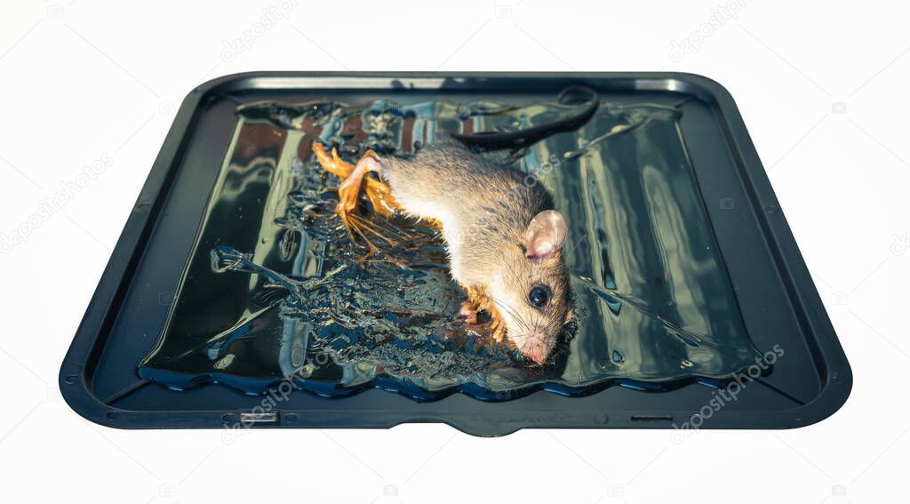 Rat or mice trapped on mousetrap isolated on white background, clipping path included. That animal gets stuck on sticky glue spread over black square plastic tray, pad or board with bait or bread.