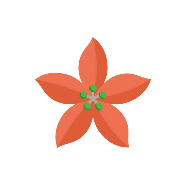 Poinsettia Euphorbia Pulcherrima Vector Icon Flowering Plants Decorative Object Card — Stock Vector
