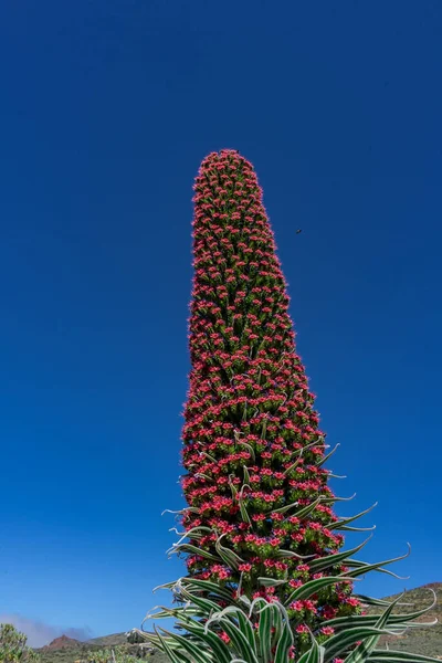 Kırmızı Tajinaste 'nin (Echium wildpretii) ilginç mızrak şekli ve çiçeklerinin çarpıcı rengi, Tenerife' deki tek yer olan Kadas del Teide 'nin volkanik manzarasında göze çarpar..