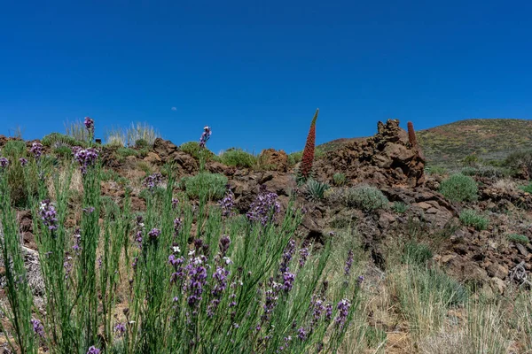 Tenerife 'deki Teide Ulusal Parkı' nın manzarası. Bu yerin florasını görebilirsiniz, Tajinaste gibi..