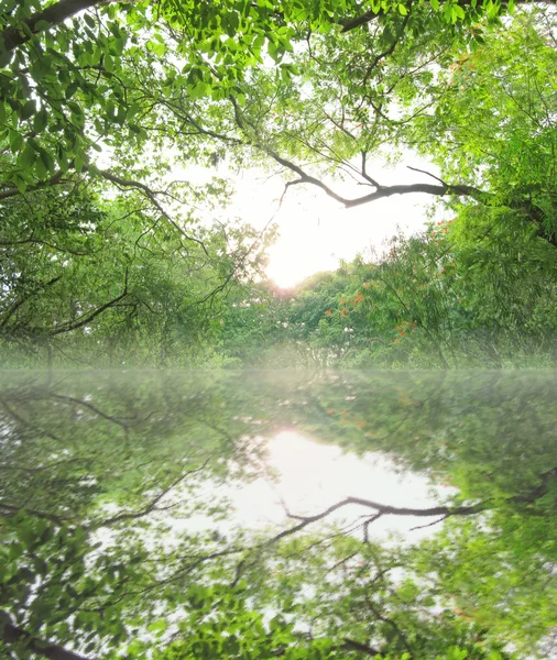 Morning on a jungle river — Stock Photo, Image