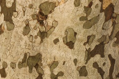  Çınar ağacı kabuğu