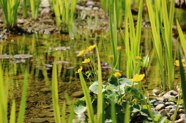  Bir akış yakınındaki sarı çiçek