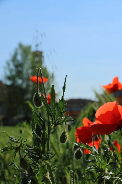 Poppy şehirde — Stok fotoğraf