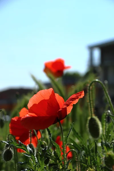 Poppy şehirde — Stok fotoğraf