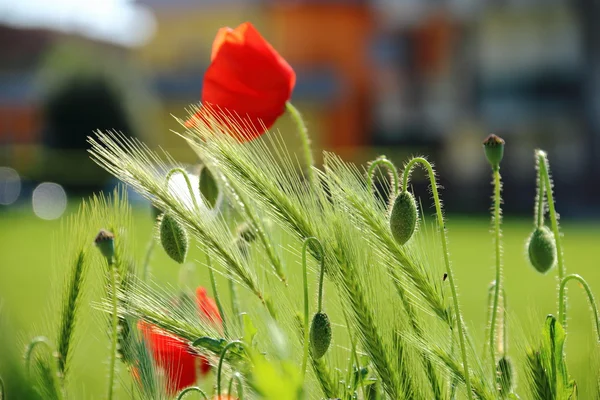 Poppy a városban — Stock Fotó