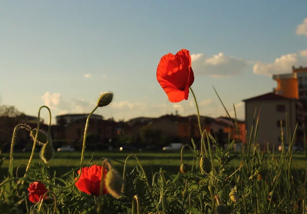 Poppy şehirde — Stok fotoğraf