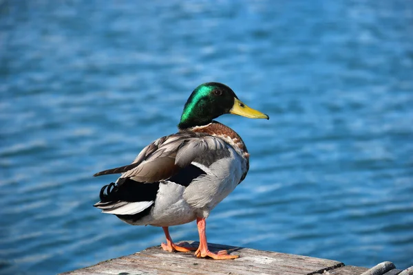 Lake Garda, İtalya iskelede ördek