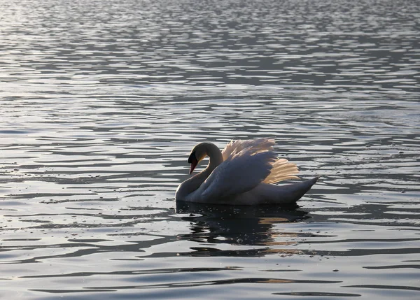  Lake Iseo, İtalya üzerinde 10 Nisan 2016 Kuğu