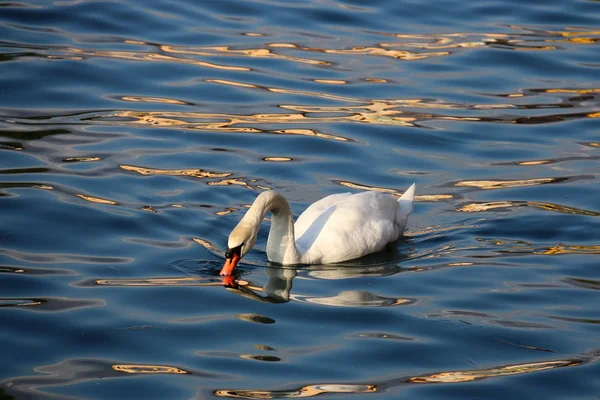 Swan on Lake Iseo, Italy 10 april 2016 — Stock Photo, Image