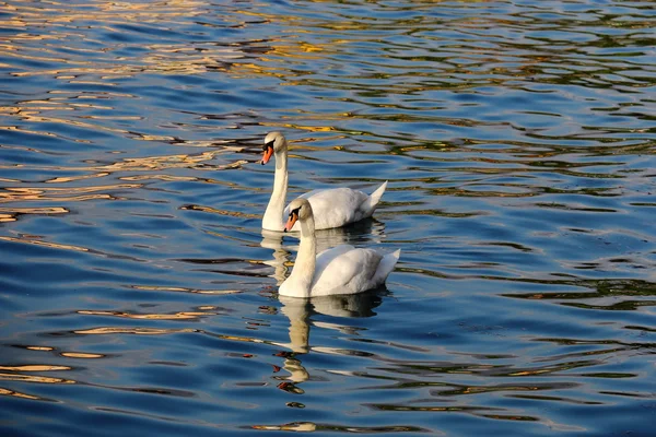Lake Iseo, İtalya 10 Nisan 2016 üzerinde iki Kuğu