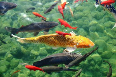 Brescia, İtalya kentsel ekolojik gölde balık