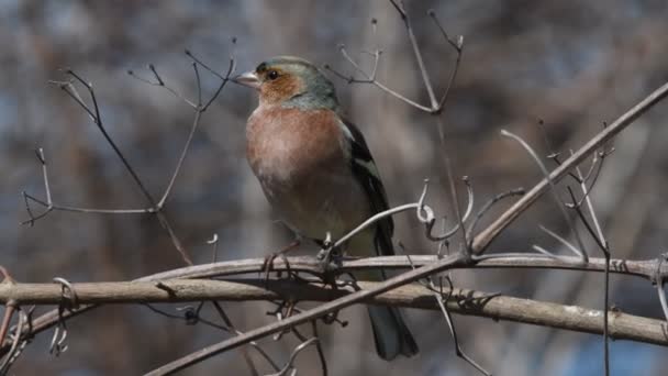 Chaffinch Branch Florence Tuscany — стоковое видео