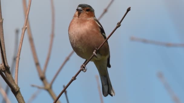 Chaffinch Branch Florence Tuscany — стоковое видео