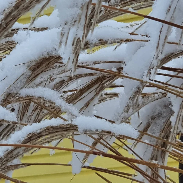 Snowy bent, wonderful winter background. Natural beauty of nature. Europe, Lithuania January 2021 — Stock Photo, Image