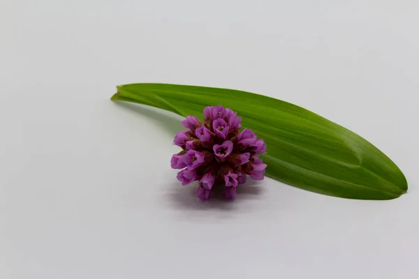 Jarní květina rustikální vinobraní pozadí. Pozadí pro pozvánky, kalendář, pohlednice, dárkový papír, tapety — Stock fotografie