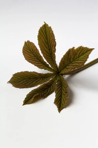 Młody liść rośliny brązowy zielony zmieniający kolor na białym tle kopiuj przestrzeń — Zdjęcie stockowe