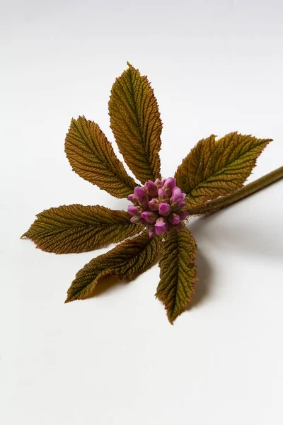 Jarní květina a mladý list rostliny hnědá zelená měnící se barva na bílém pozadí kopírovat prostor — Stock fotografie