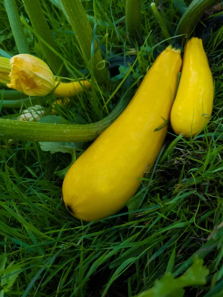 Abobrinha dourada ou Courgette - Cucurbita pepo - crescendo em um espaço de cópia de horta — Fotografia de Stock