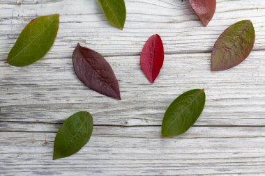 Kırsal ahşap arka planda çok renkli sonbahar yaprakları, şükran günü arka planı, kopyalama alanı